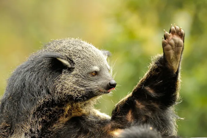 Photo d'un binturong levant une patte
