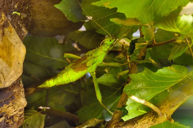 Photo d'un phasme sur une branche