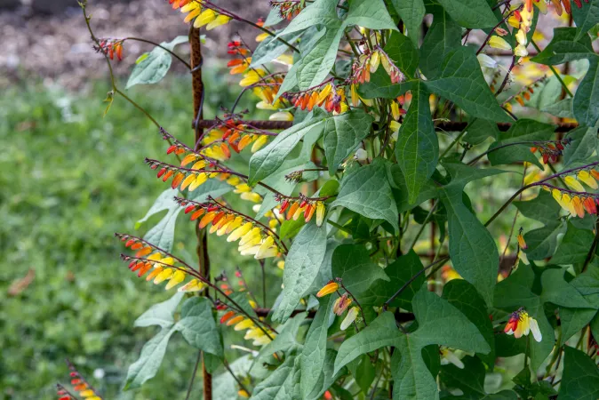Fleurs de mina lobée en gros plan
