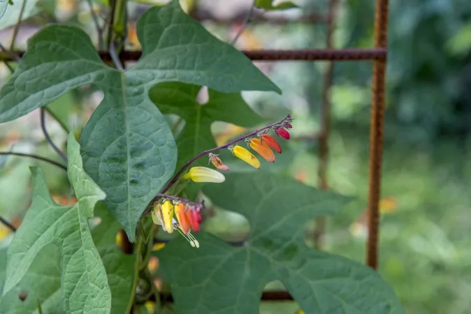 Fleurs de mina lobée en gros plan