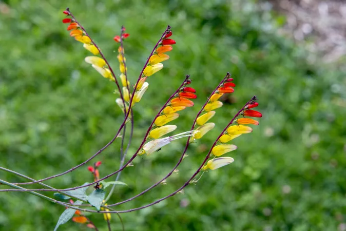 Fleurs de mina lobée en gros plan