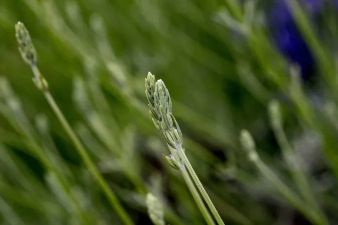 Détail d'une fleur de lavande vraie avant floraison
