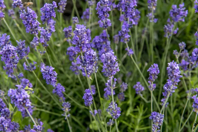 Détail de fleurs de lavande vraie