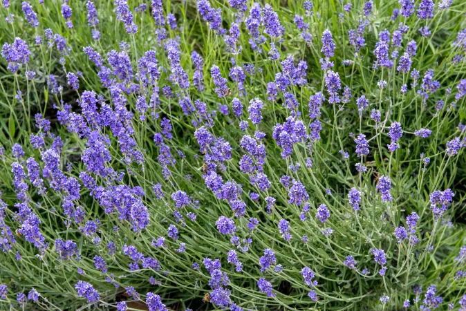 Photo d'un arbrisseau de lavande vraie avec ses fleurs violette
