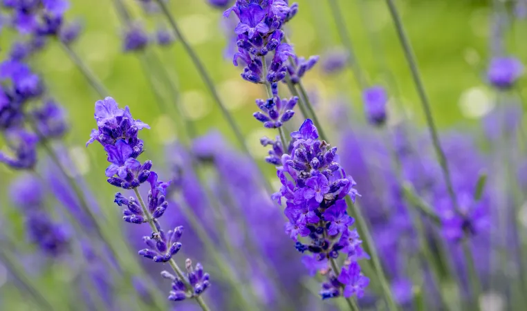 Détail de fleurs de lavande vraie