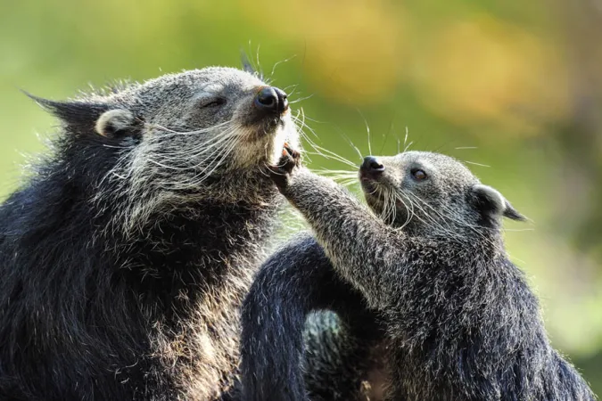 Photo d'une femelle binturong avec son petit