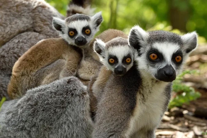 Makis catta au Parc zoologique de Paris
