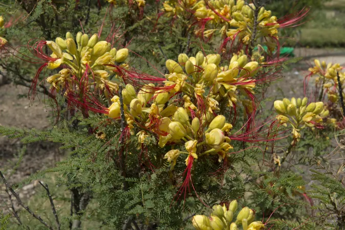 Fleurs d'oiseau du paradis