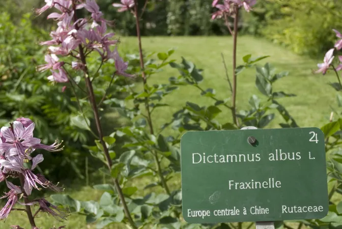 Détail de fleurs roses de fraxinelle avec sa pancarte d'informations