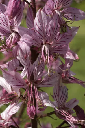 Détail d'une fleur rose de fraxinelle