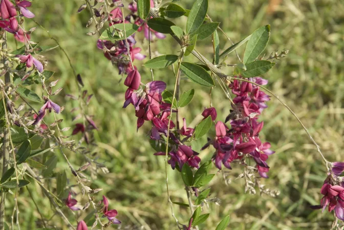 Fleurs roses d'un lespedeza de Thunberg en gros plan