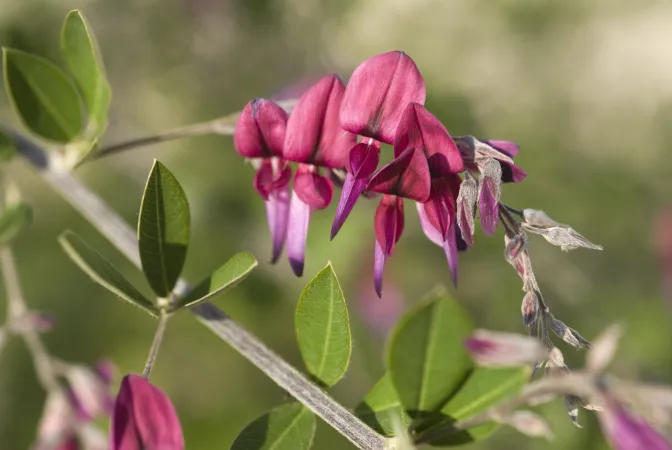 Fleur rose d'un lespedeza de Thunberg en gros plan