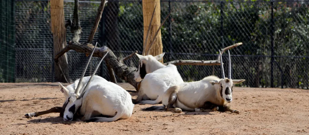Photo d'oryx d'Arabie