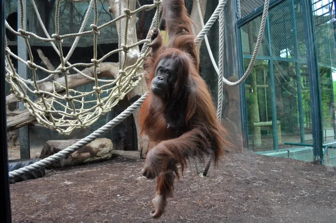 Photo d'un orang-outan de Bornéo