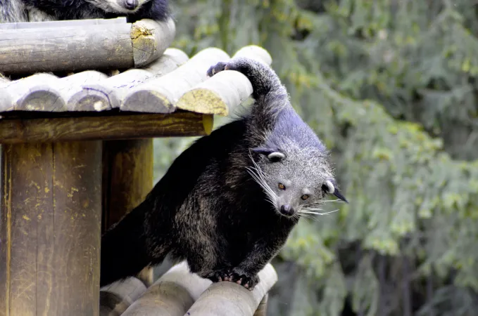 Photo d'un binturong accroché à une cabane en bois