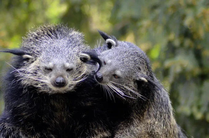 Photo de deux binturong
