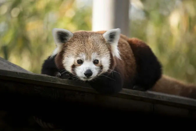 Panda roux allongé.