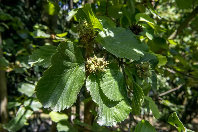 Feuilles de parrotiopsis en gros plan