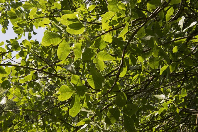 Branches de pistachier vrai en gros plan