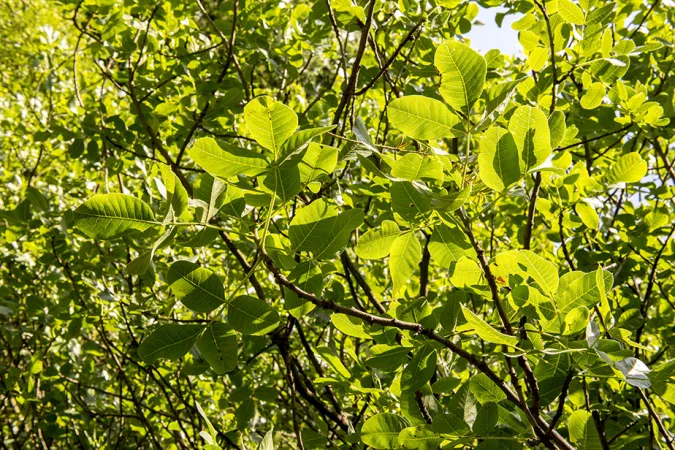 Branches de pistachier vrai en gros plan