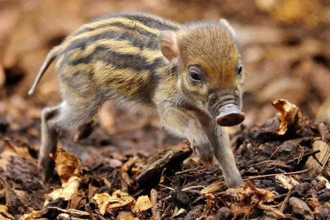 Photo d'un bébé sanglier des Visayas