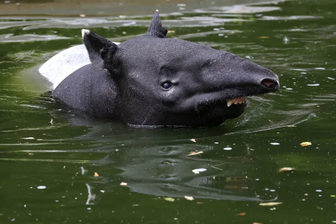 Photo d'un tapir de Malaisie