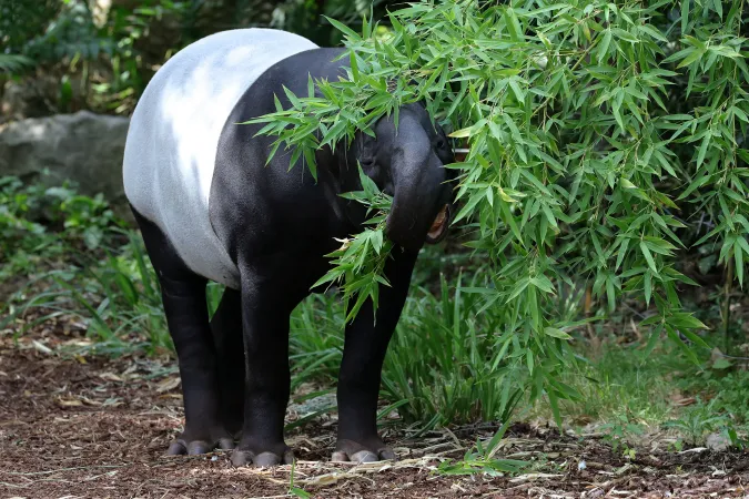 Photo d'un tapir de Malaisie