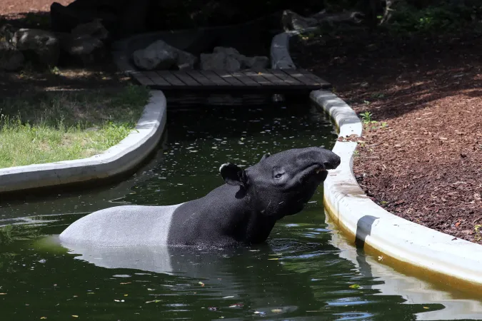 Photo d'un tapir de Malaisie