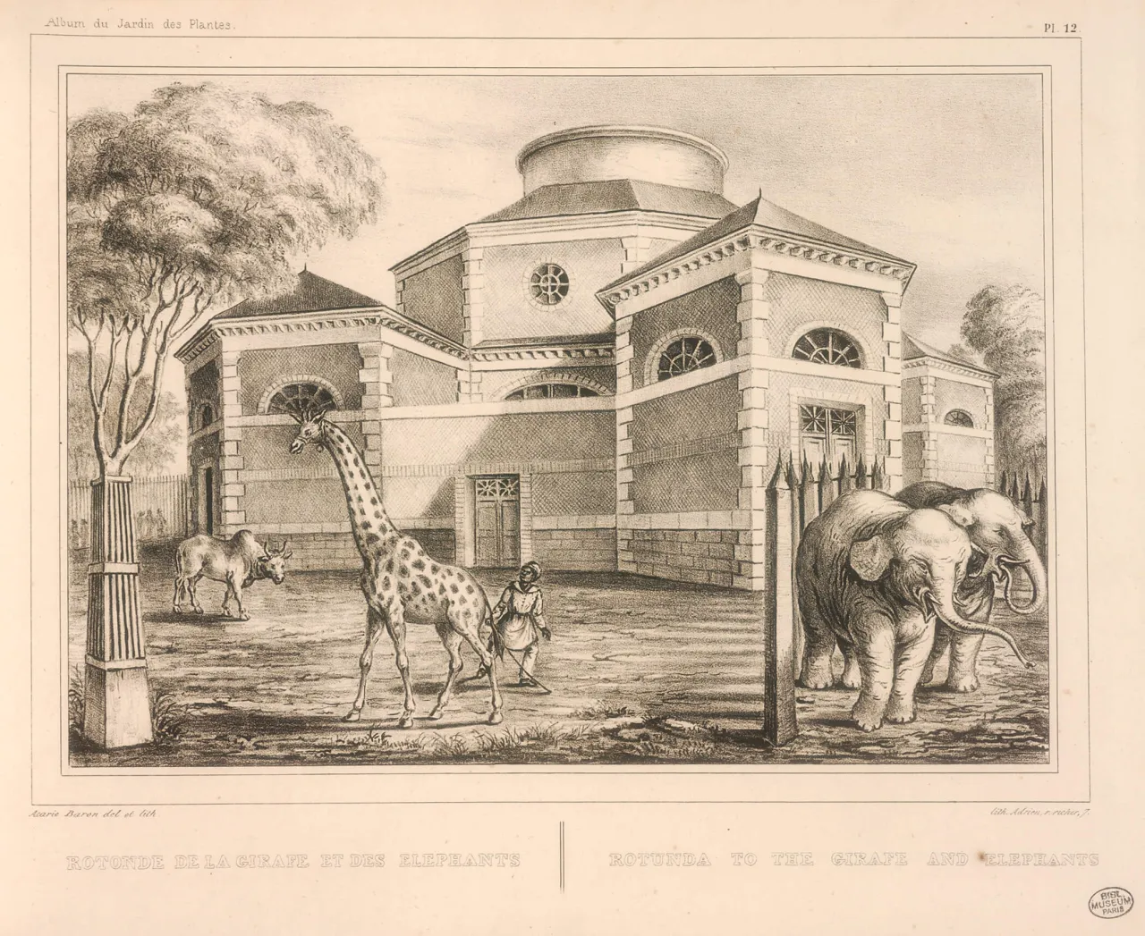 Illustration de la giafe Zarafa et des éléphants Asia et Chevrette