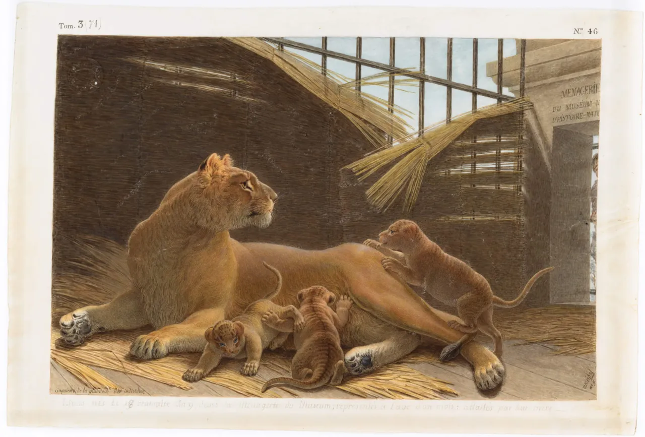 Illustration de la lionne Constantine avec ses lionceaux