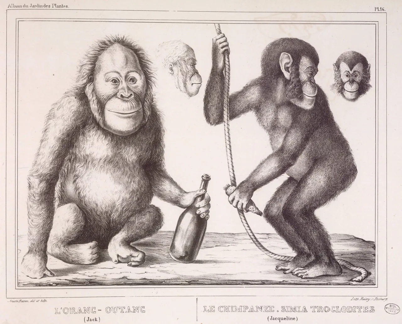 Illustration des singes Jack et Jacqueline