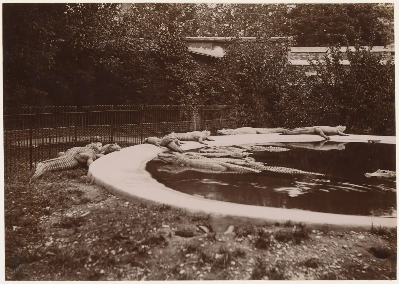 Photo des premiers crocodiles du Jardin des Plantes
