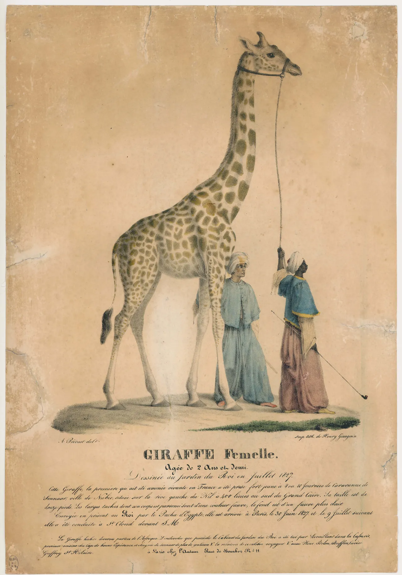 Illustration de la girafe Zarafa