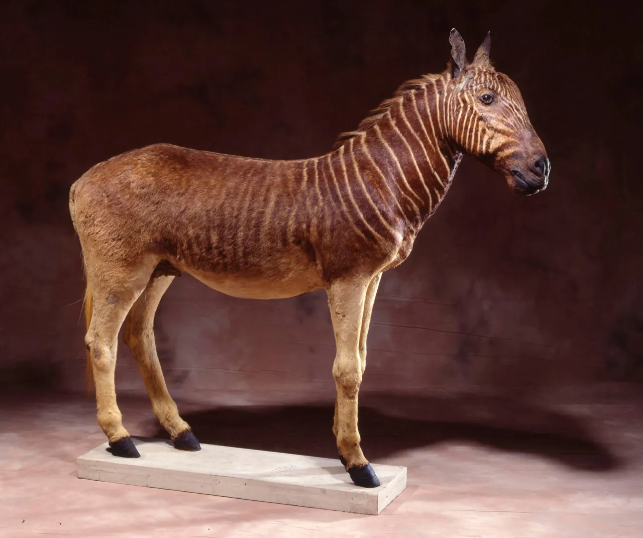 Photo d'un zèbre couagga empaillé