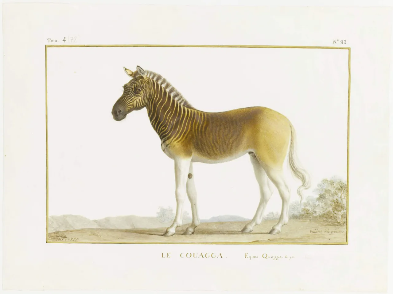 Vélin d'un zèbre couagga