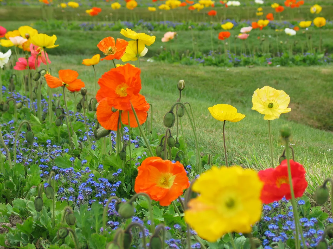Parterre de pavots d'Islande rouges et jaunes
