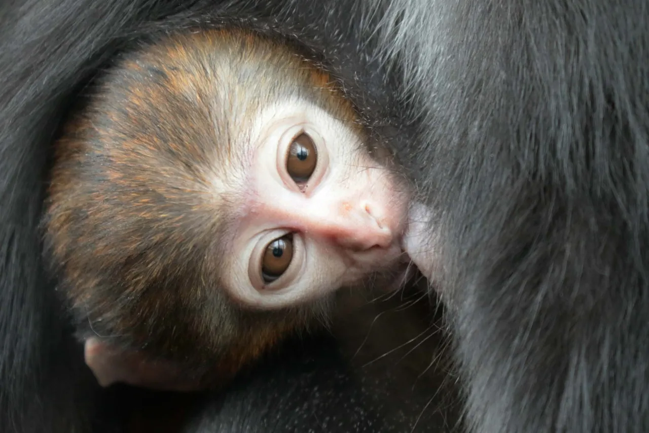 Photo d'un bébé Cercopithèque de l’Hoest en train de téter