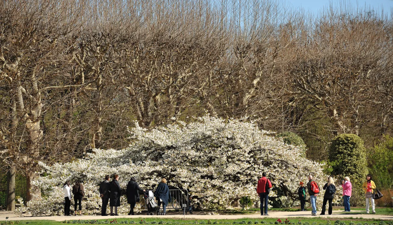 Cerisier japonais regardé par des promeneurs