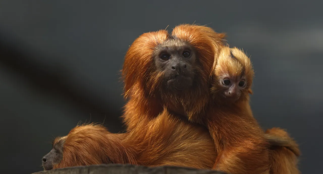 Photo d'un tamarin lion doré, portant son bébé sur le dos