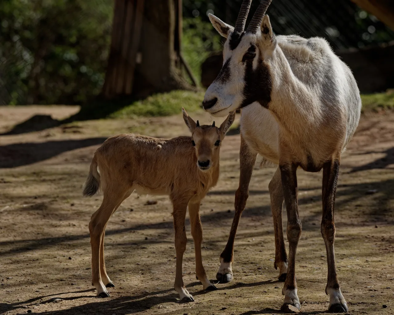 Photo d'un oryx d'Arabie et son bébé
