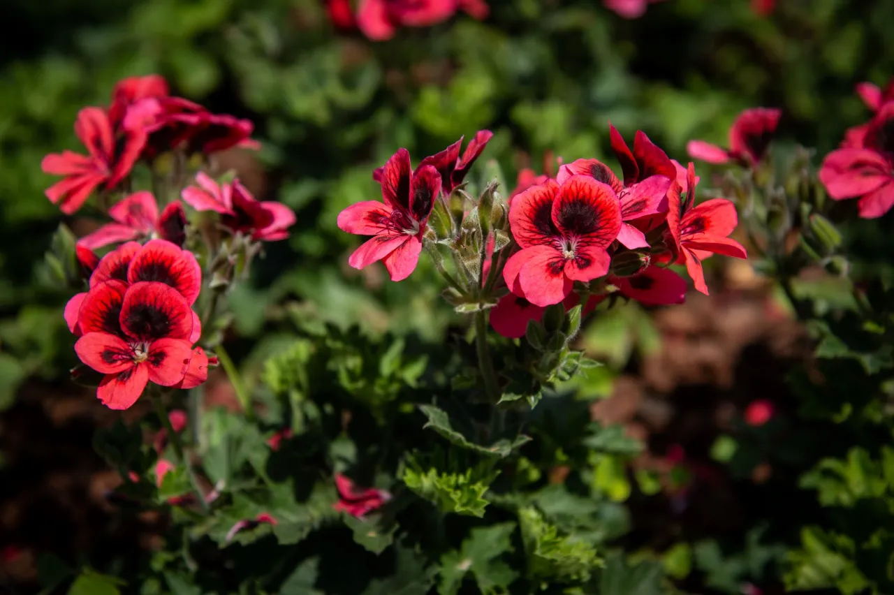 Photo en gros plan d'un massif de pélargoniums au Jardin des Plantes