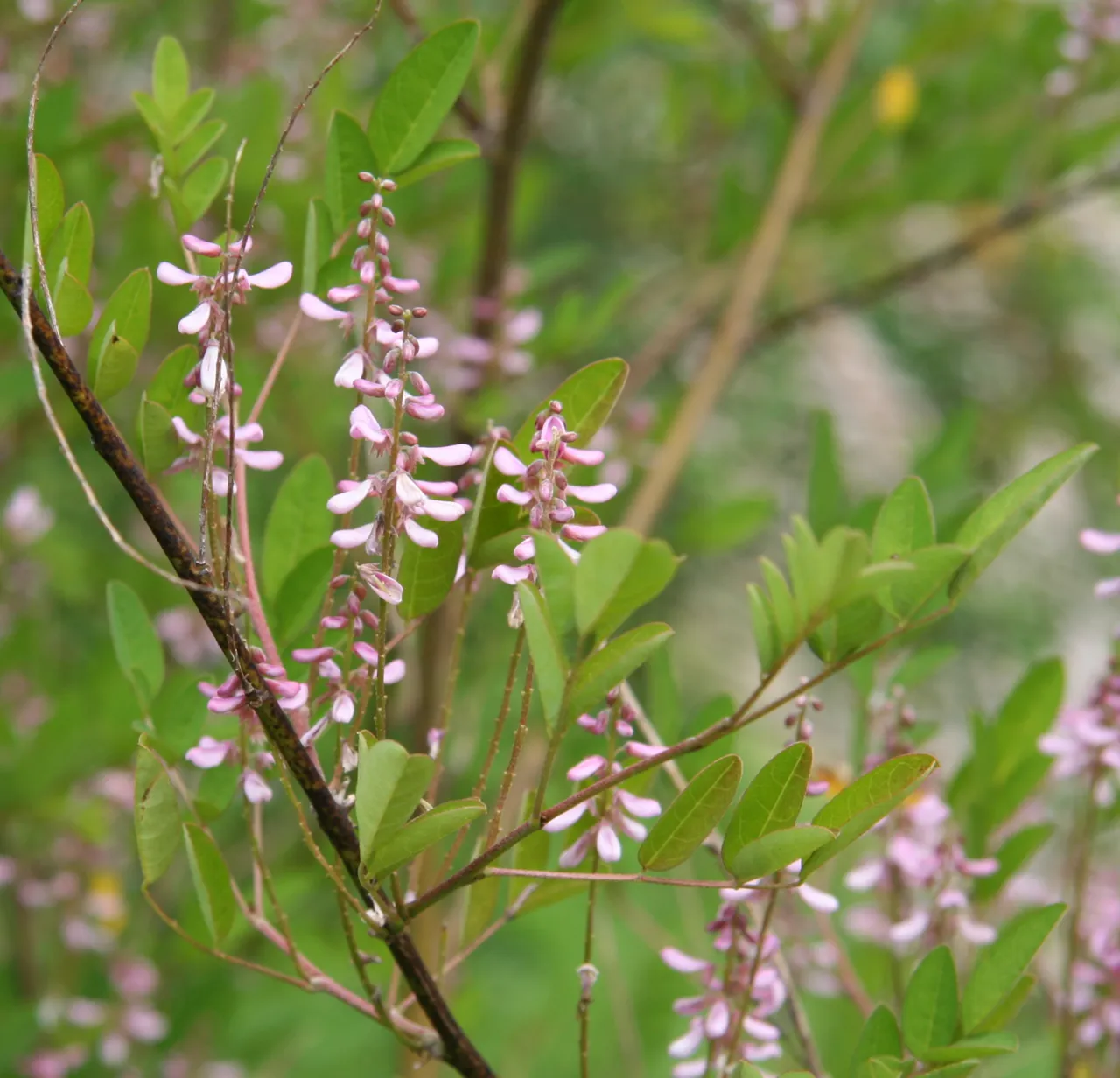 Détail de fleurs roses d'une Indigofera potaninii