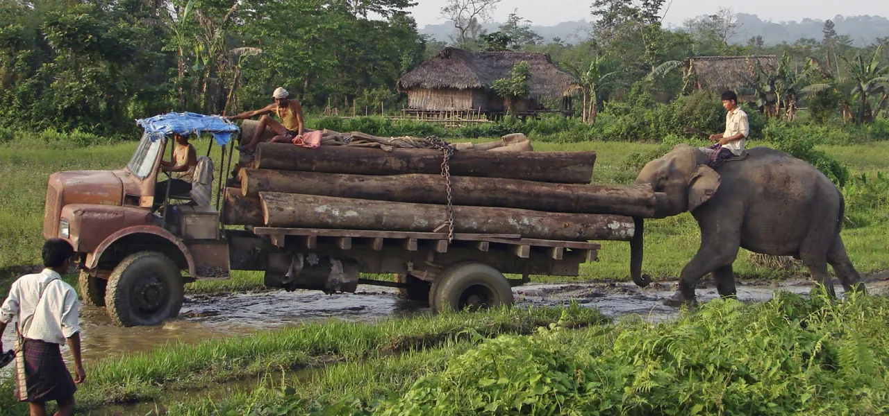 Natures en Sociétés - Travail hommes-éléphants