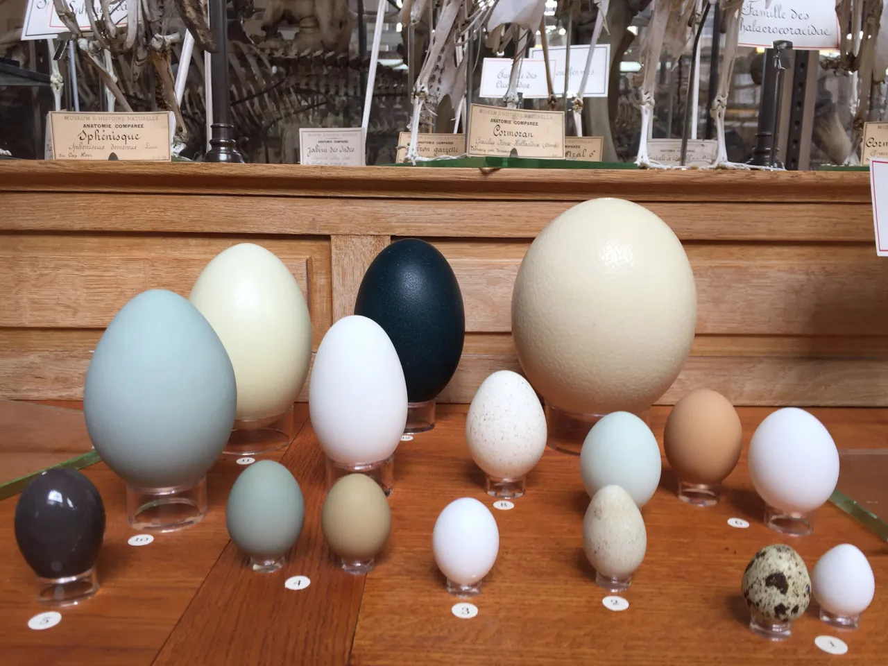 Œufs présentés dans la Galerie d'Anatomie