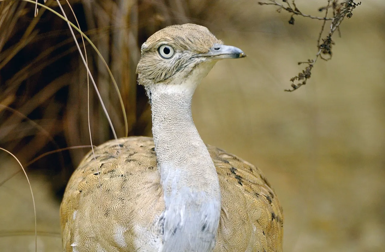 Photo d'une outarde houbara d'Asie
