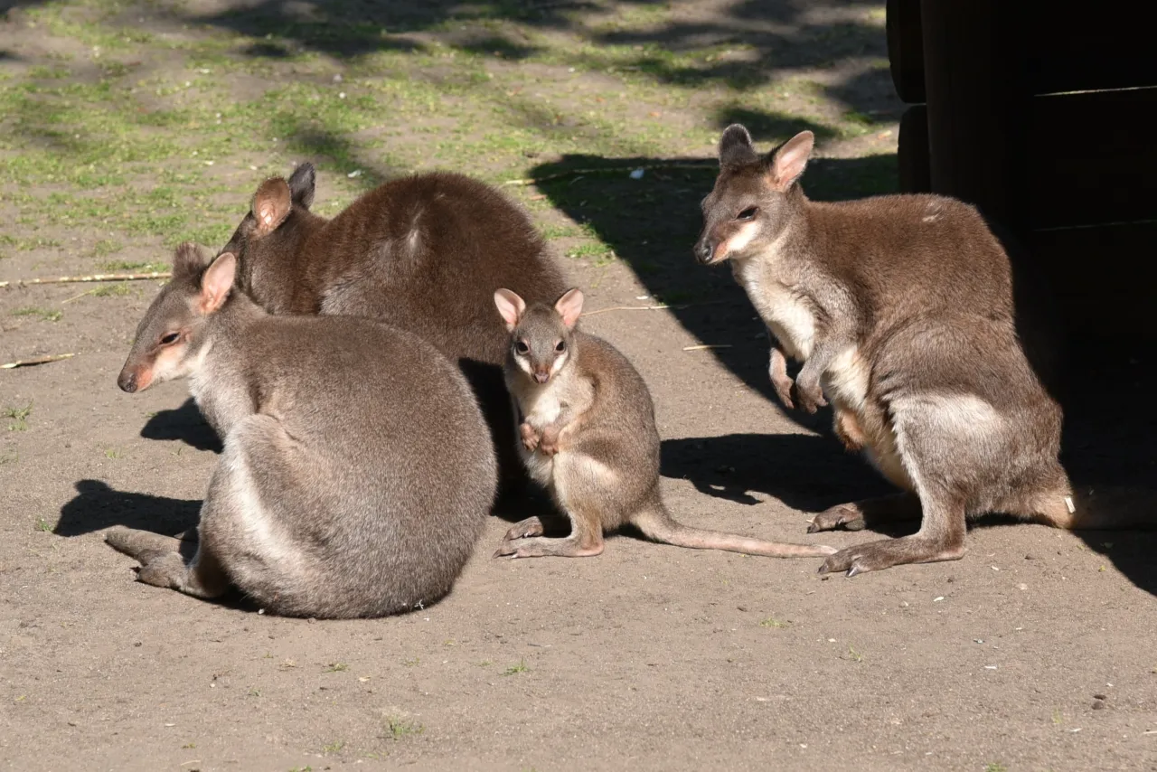 Photo d'une famille de pademelon à queue courte, trois adultes et un bébé