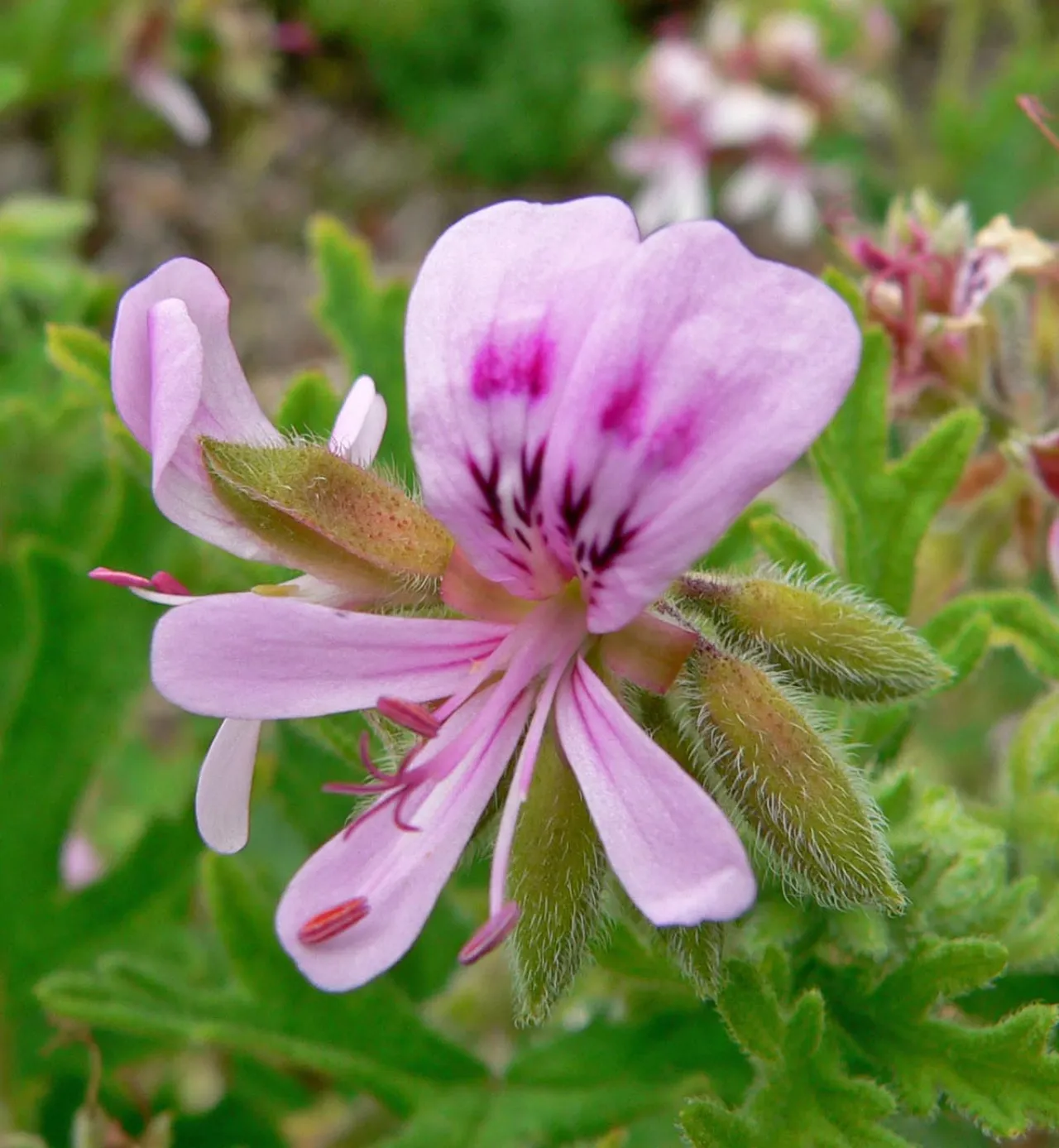 Détail d'une fleur de Pelargonium graveolens au jardin botanique de San Francisco