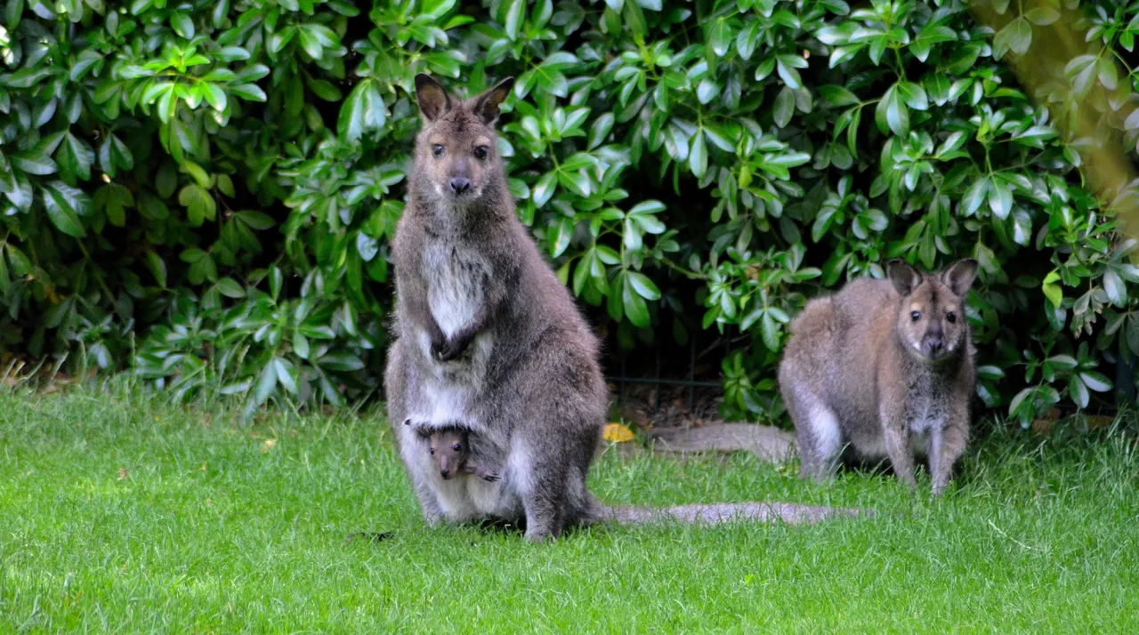 Photo de wallaby du Benett