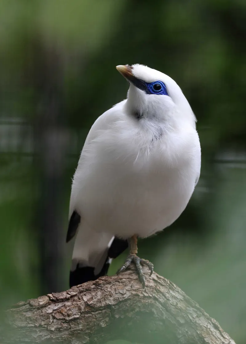 Oiseau aux plumes blanches sur le corps, et plumes noires sur le bout des ailes et de la queue. Peau bleue autour des yeux.