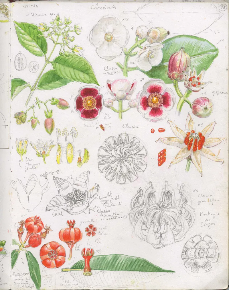 Planche de croquis de différentes espèces de clusiacées, en aquarelle, encres et crayon de papier.